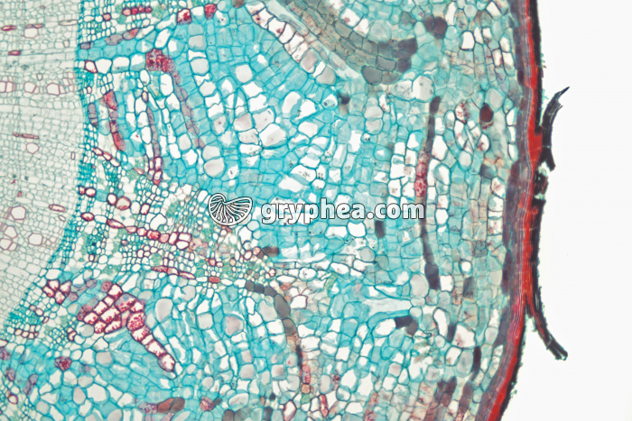 Racine de Tilleul CT x15 - gryphea.com